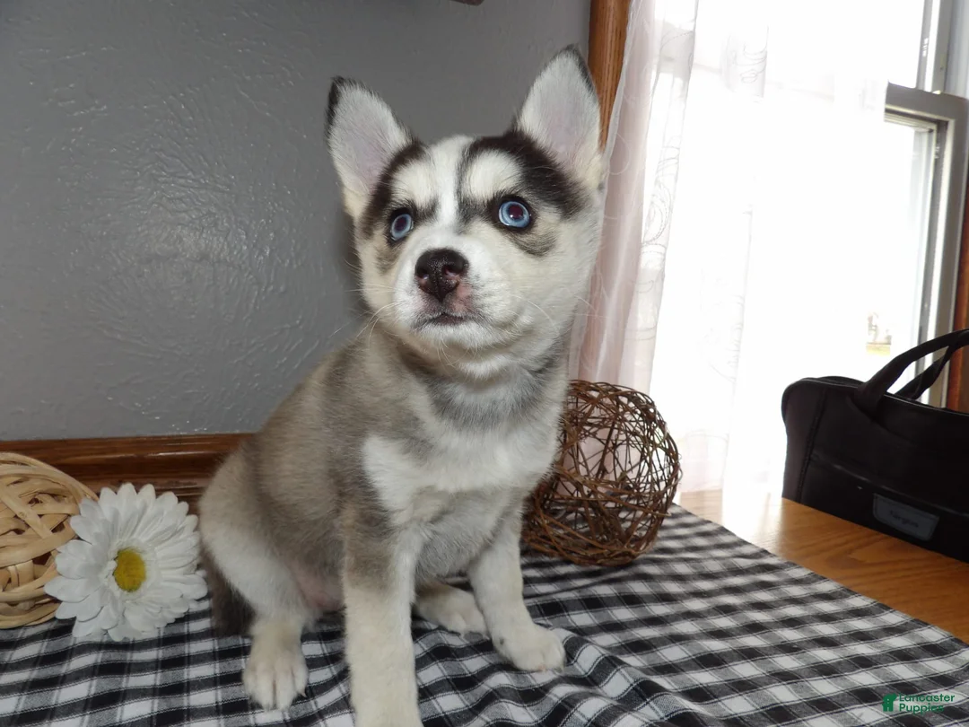 Gallery Image {{count}}