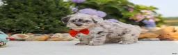Havapoo dogs for sale: Buddy - Ad 10