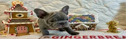 French Bulldog dogs for sale: River  - Ad 13