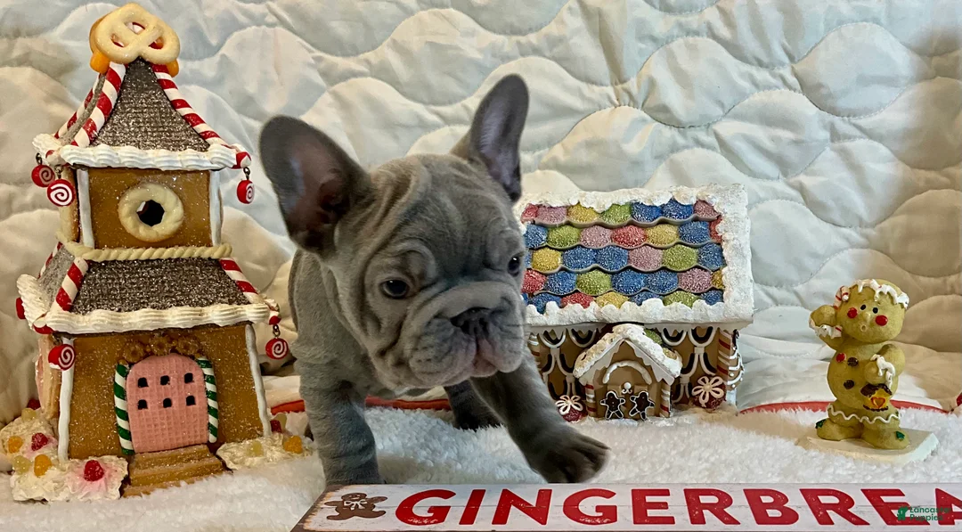 French Bulldog dogs for sale: River  - Ad 13