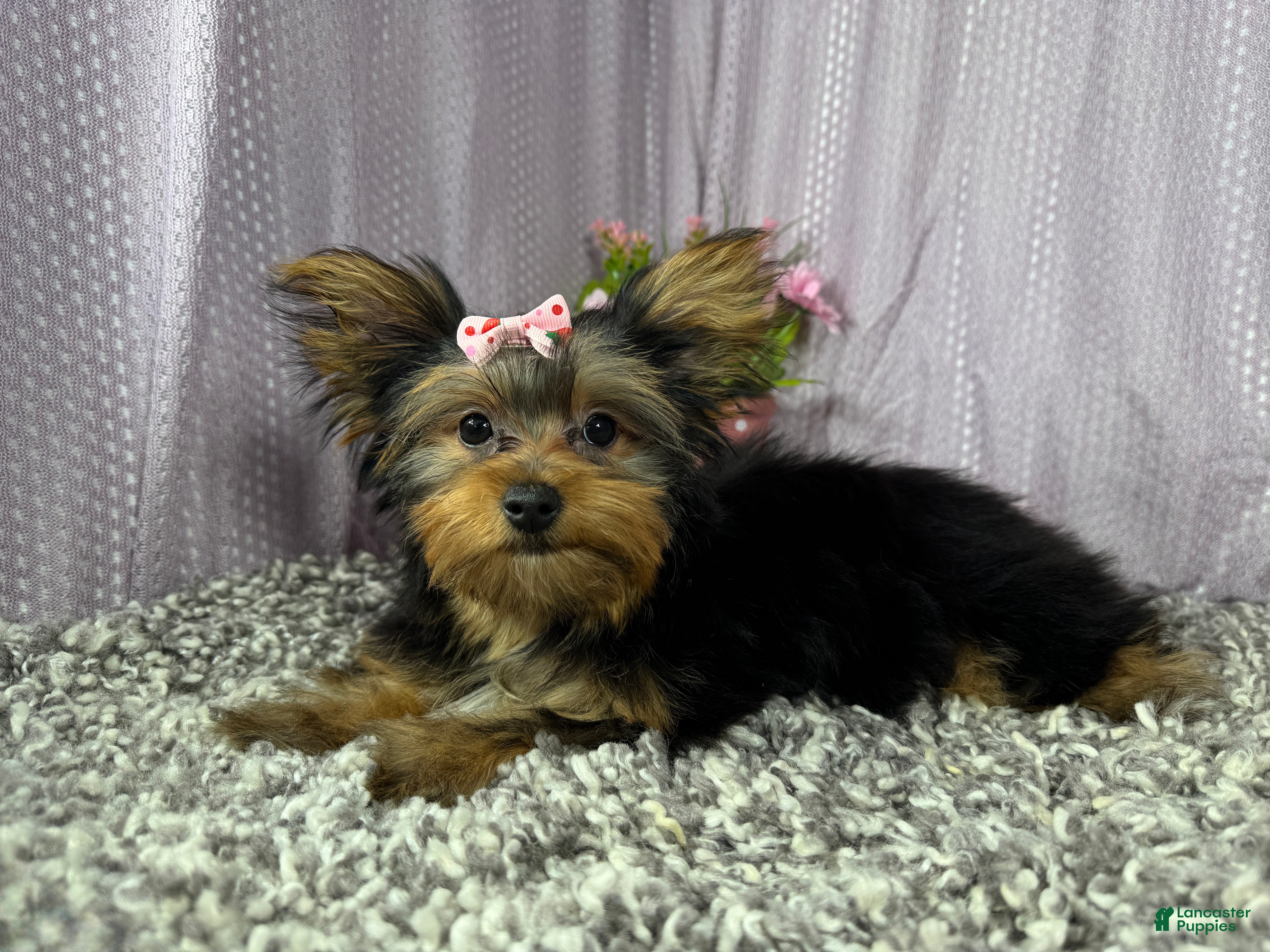 Yorkshire Terrier dogs Yorkshire Terrier 4 - Ad 22