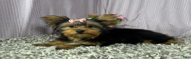 Yorkshire Terrier 4