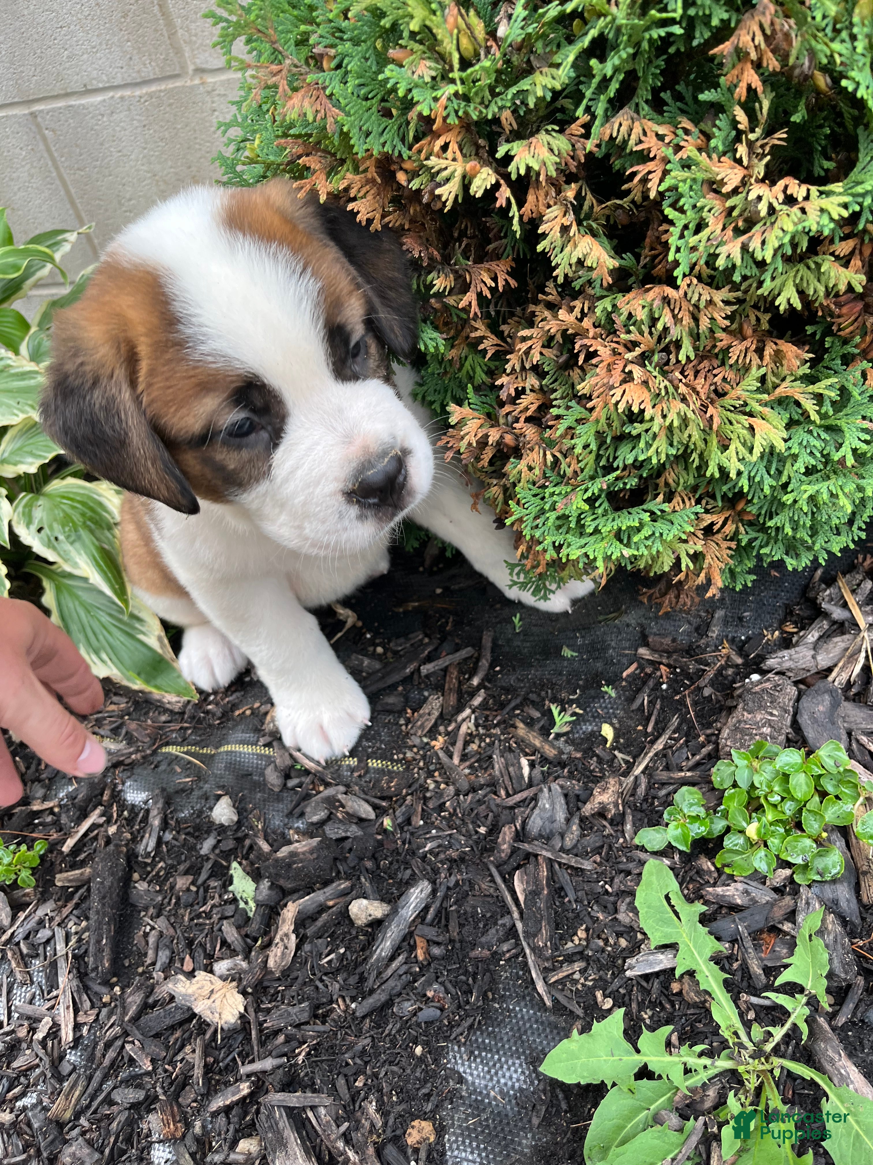 Saint Bernard dogs Saint Bernard 8 - Ad 1