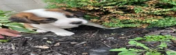 Saint Bernard dogs for sale: Saint Bernard 8 - Ad 1