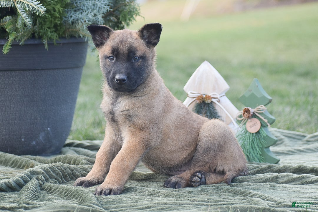 Belgian Malinois dogs for sale: Raelynn - Ad 4