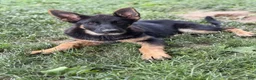 German Shepherd dogs for sale: Raven - Ad 2
