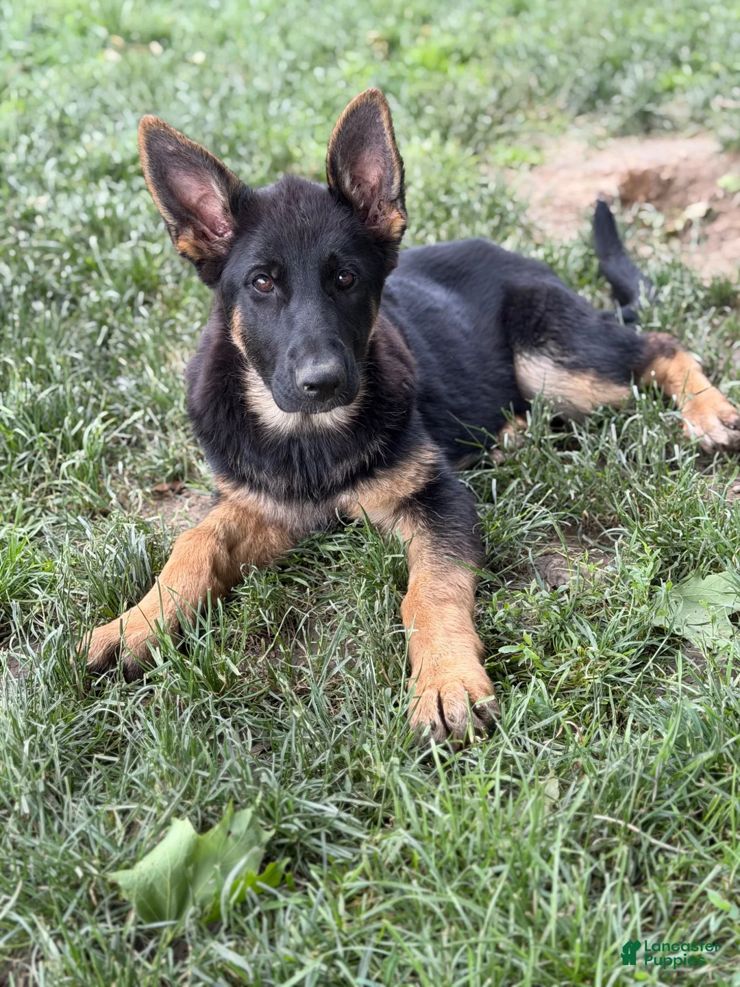 German Shepherd dogs for sale: Raven - Ad 2