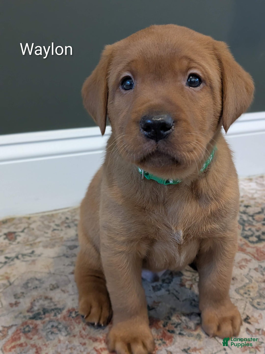 Labrador Retriever dogs for sale: Waylon - Ad 2