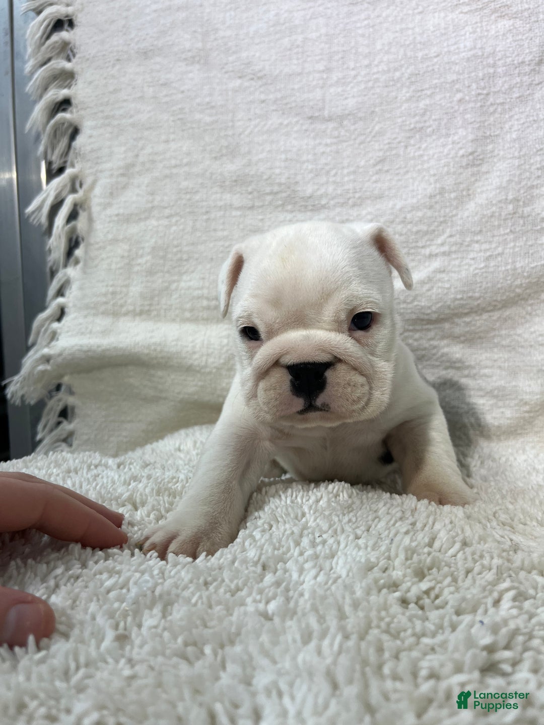 English Bulldog dogs for sale: Ava - Ad 4