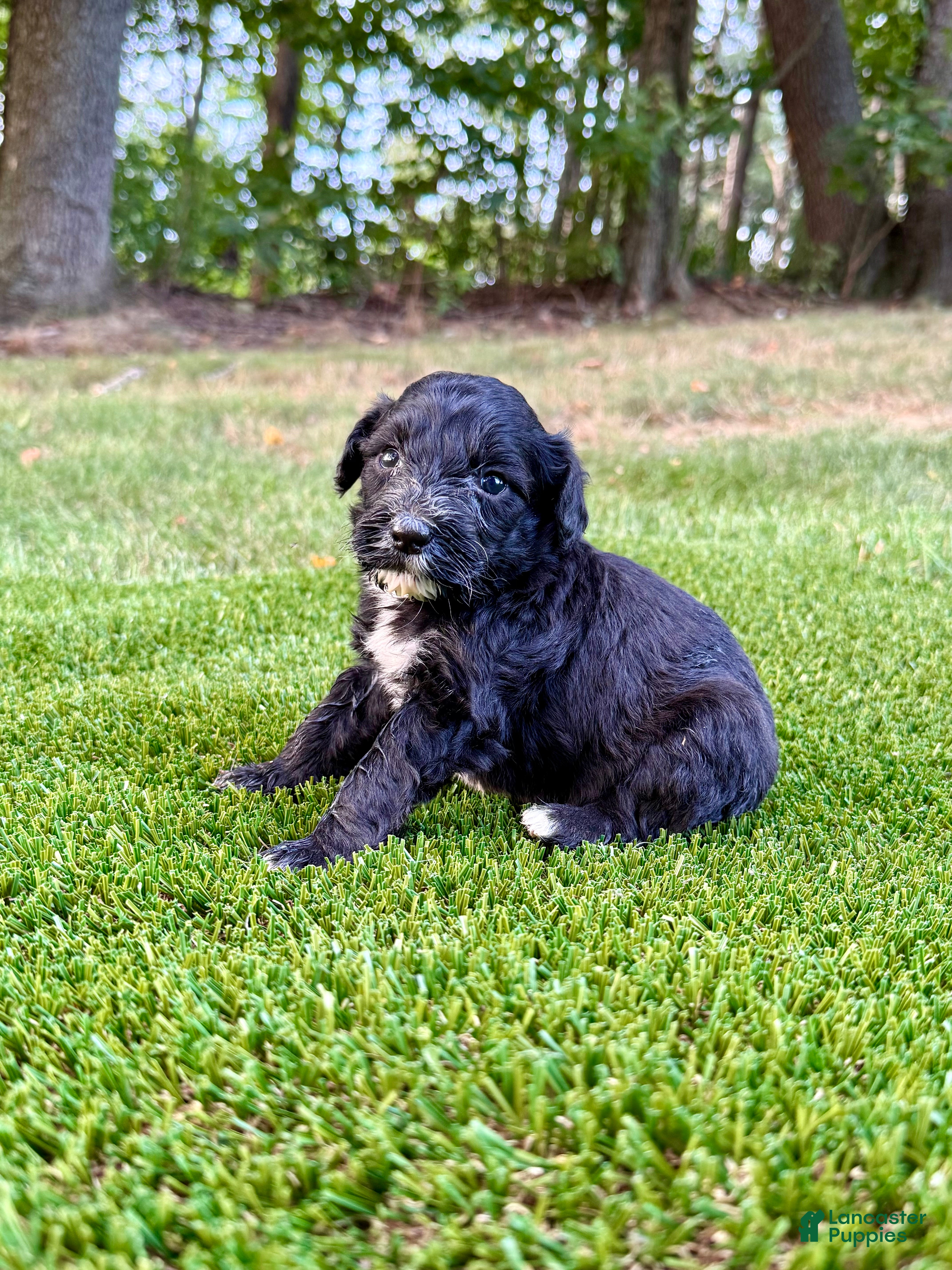 Portuguese Water Dog dogs Izzy - Ad 2