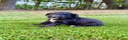 Portuguese Water Dog dogs for sale: Izzy - Ad 10