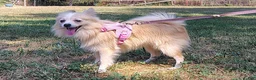 Pomeranian dogs for sale: Pomeranian 1 - Ad 2
