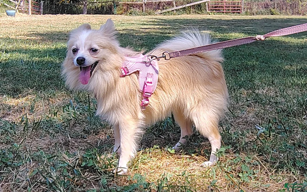 Pomeranian dogs for sale: Pomeranian 1 - Ad 2