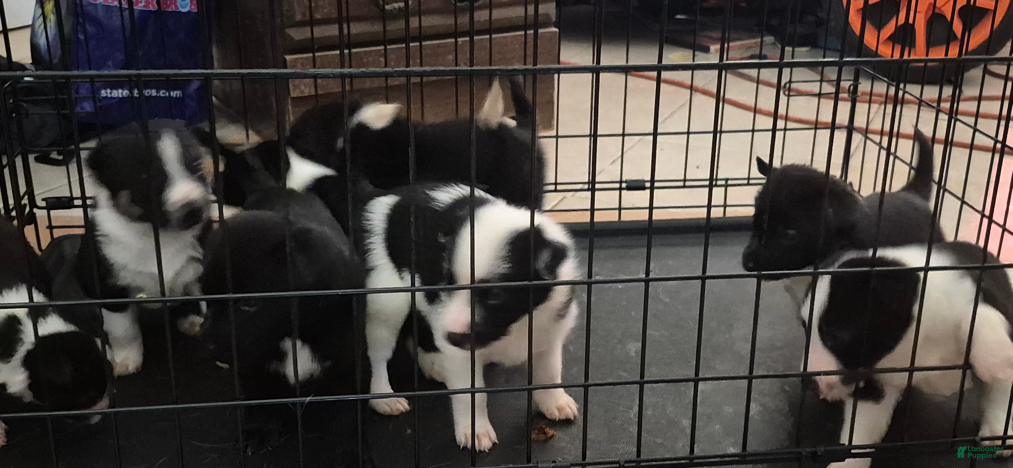 Mixed Breed dogs Mixed Breed 5 - Ad 38