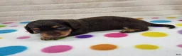Miniature Dachshund dogs for sale: Chocolate & Tan Female - Ad 5