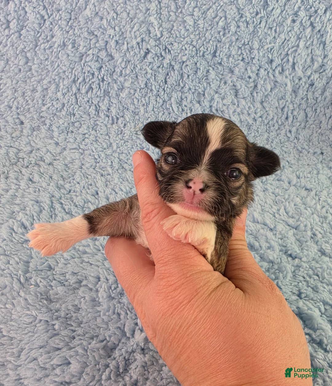Chihuahua dogs for sale: AKC Basil - Ad 2
