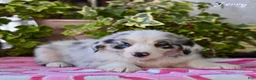 Australian Shepherd dogs for sale: Jerry - Ad 3