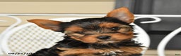 Yorkshire Terrier dogs for sale: Skipper - Ad 2