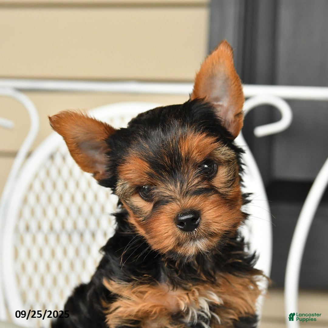 Yorkshire Terrier dogs for sale: Skipper - Ad 2