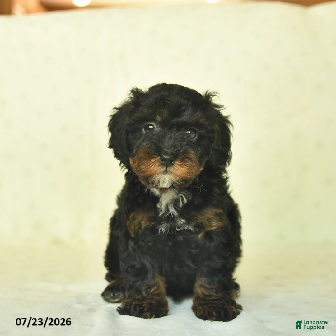 Miniature Poodle dogs for sale: Qowan  - Ad 2