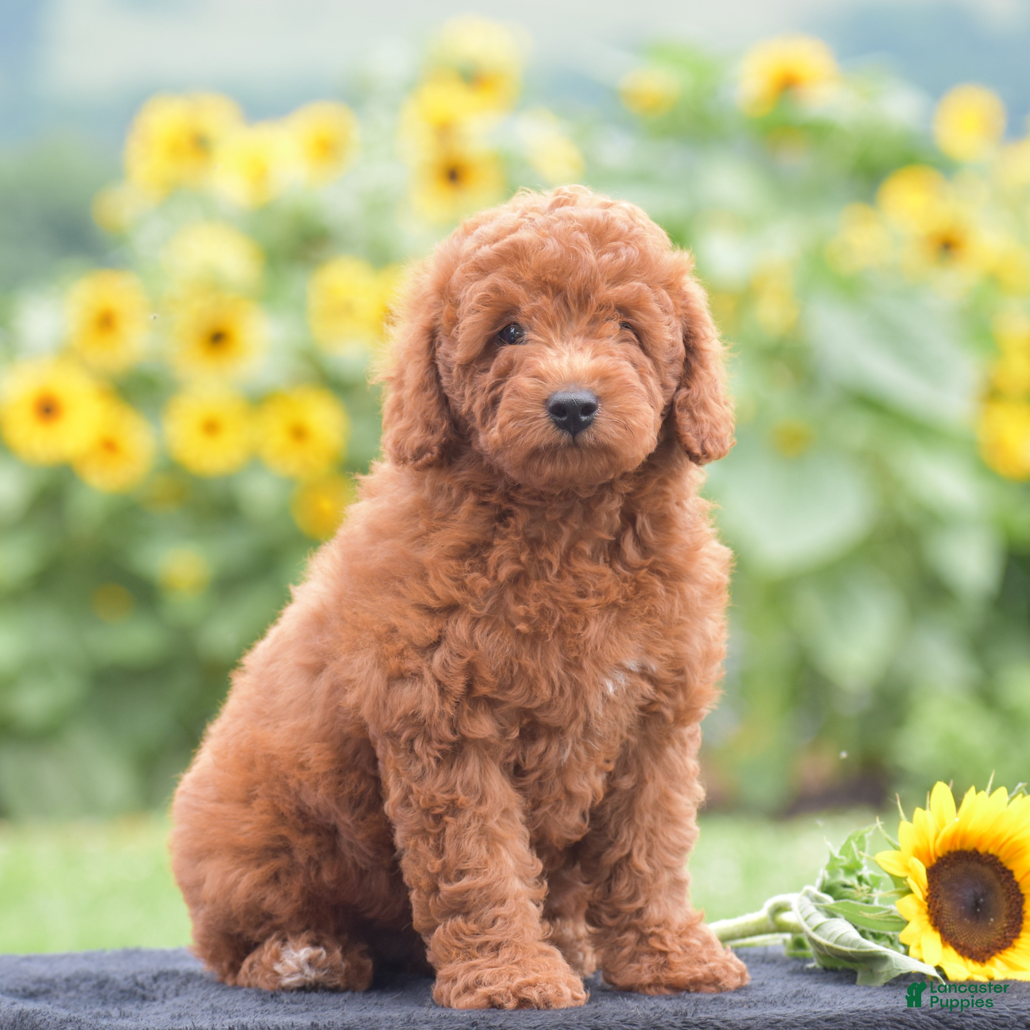 Miniature Poodle dogs Ruby - Ad 1