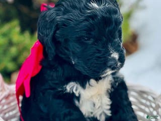 Mixed Breed dogs Cupid (Golden Mountain Doodle) - Ad 28