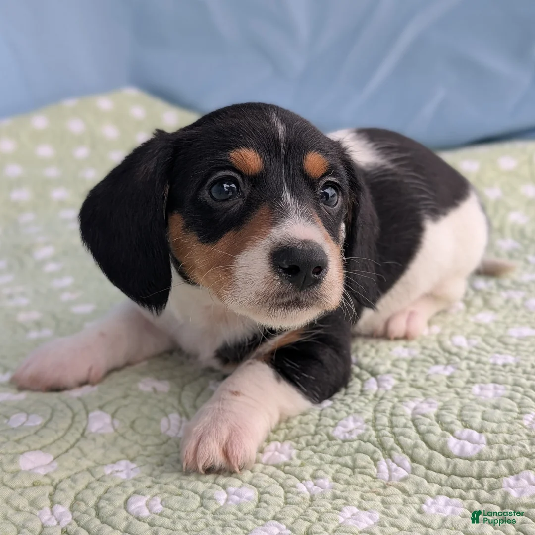 Miniature Dachshund dogs for sale: Reese Cup - Ad 3