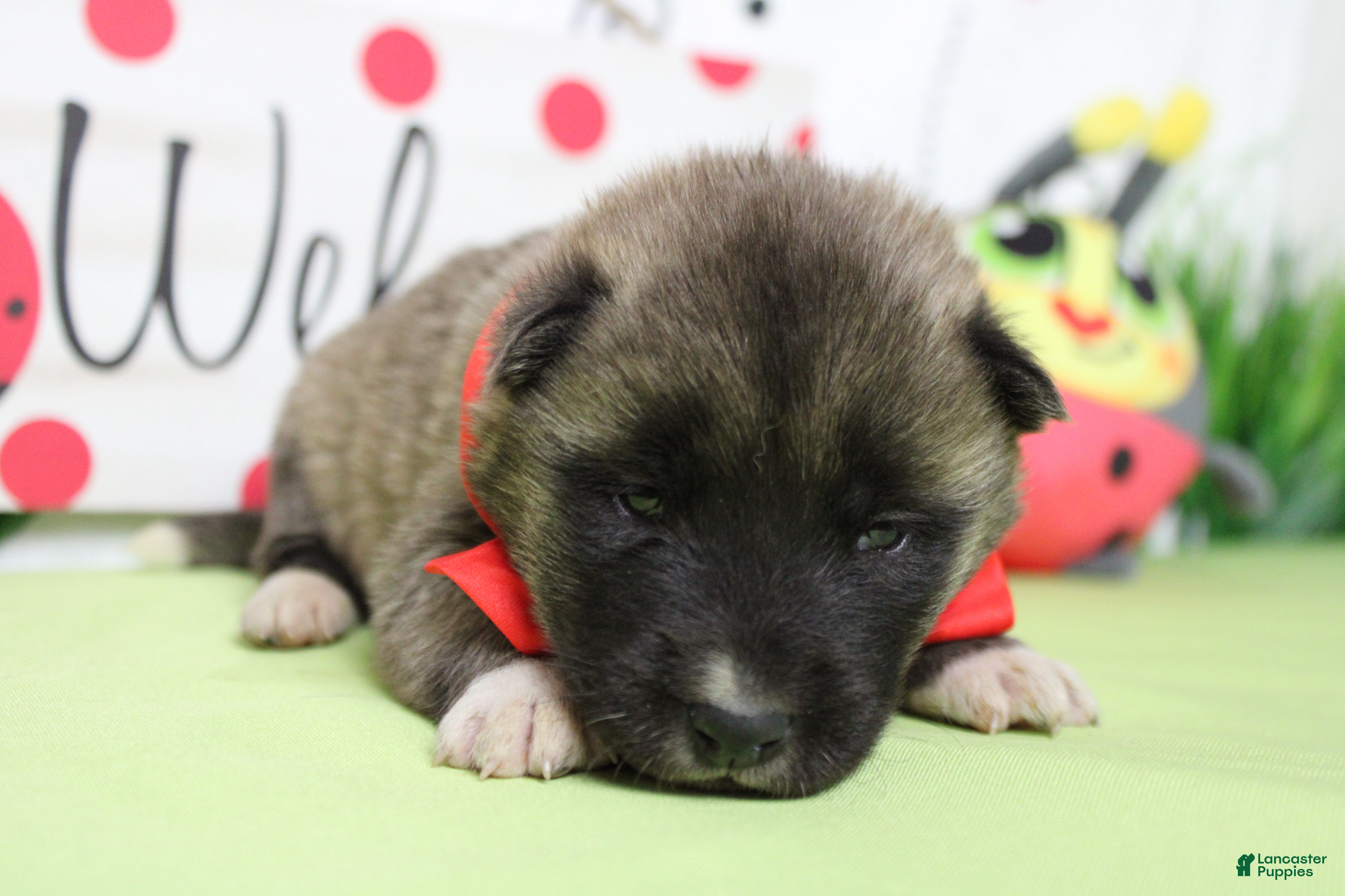 Akita dogs Braeburn - Ad 4