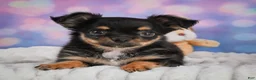 Chihuahua dogs for sale: Elvis - Ad 7