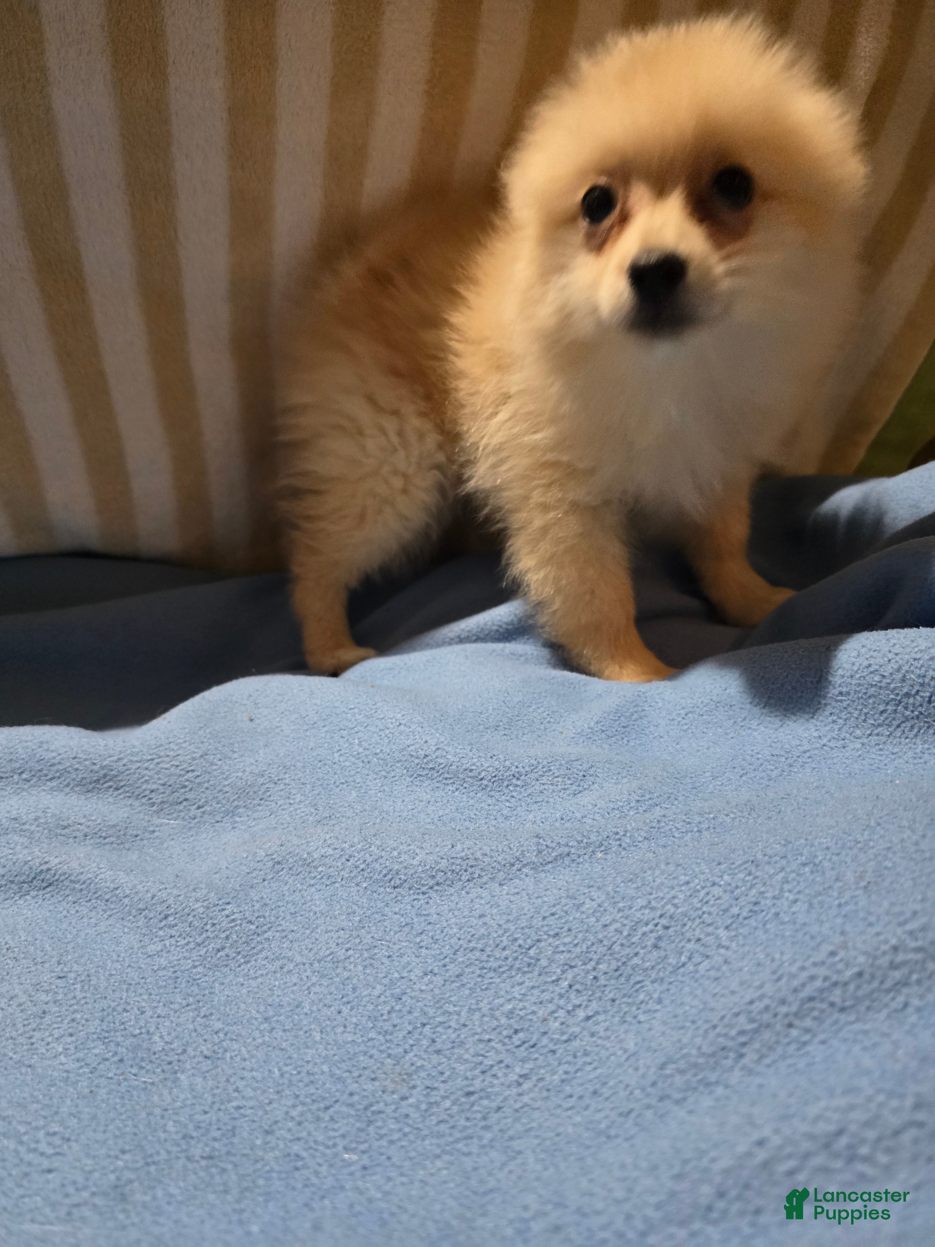 Pomeranian dogs Jason - Ad 29