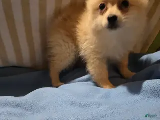 Pomeranian dogs Jason - Ad 29