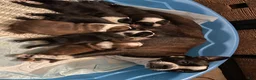 Boston Terrier dogs for sale: Dice - Ad 2