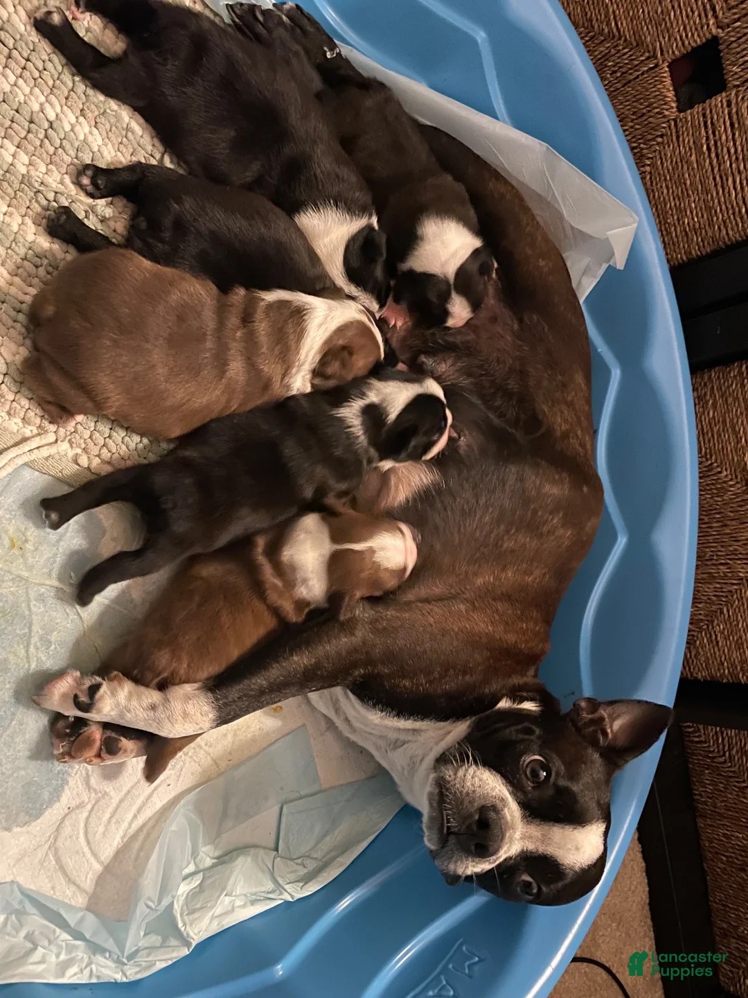 Boston Terrier dogs for sale: Dice - Ad 2