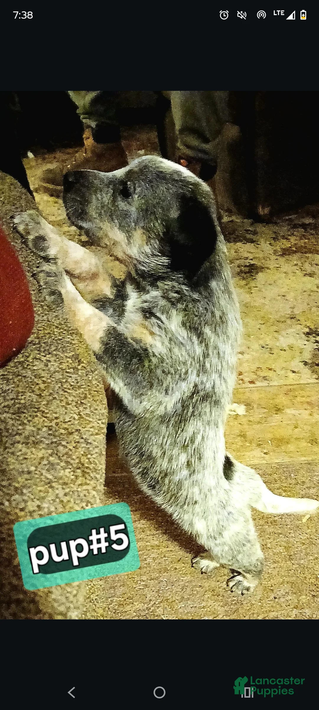 Australian Cattle Dog dogs for sale: Australian Cattle Dog Puppy 4 - Ad 2