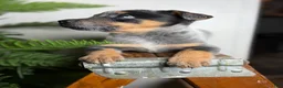 Australian Cattle Dog dogs for sale: Posie - Ad 5