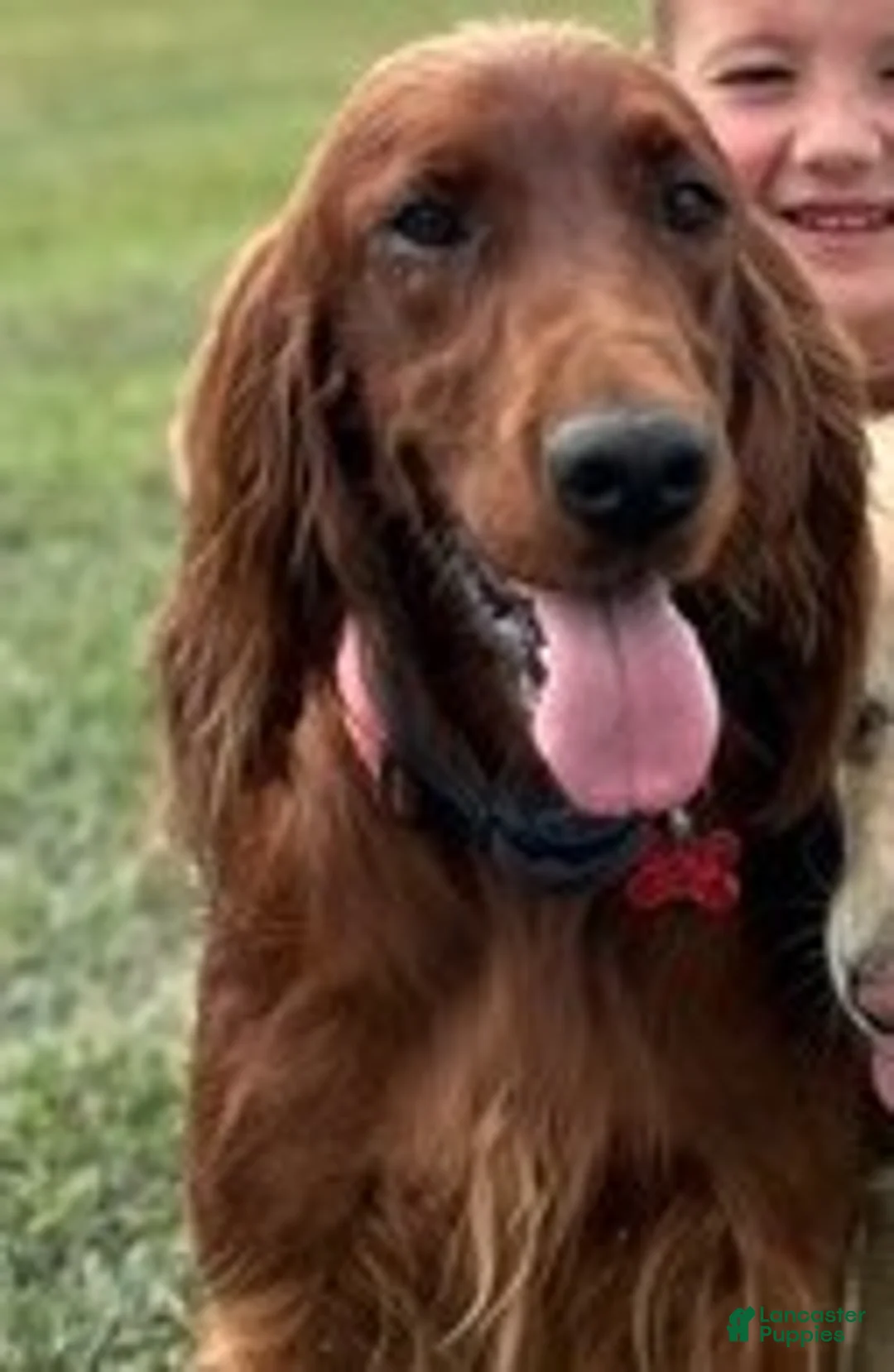 Irish Doodle dogs for sale: Sweetie - Ad 4