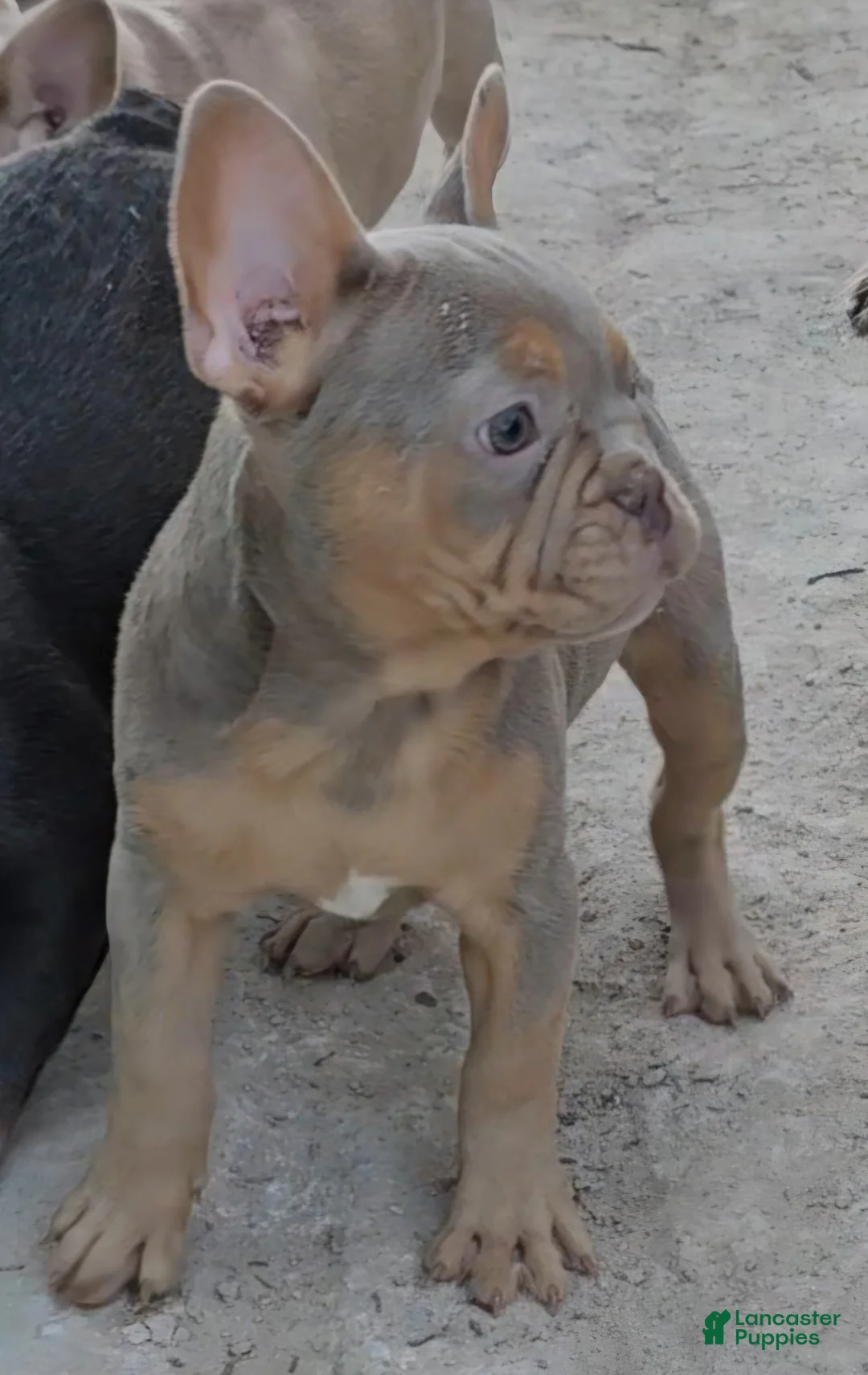 French Bulldog dogs for sale: French Bulldog Puppy 1 - Ad 6