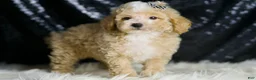 Maltipoo dogs for sale: Eli - Ad 4