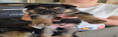 German Shepherd 4