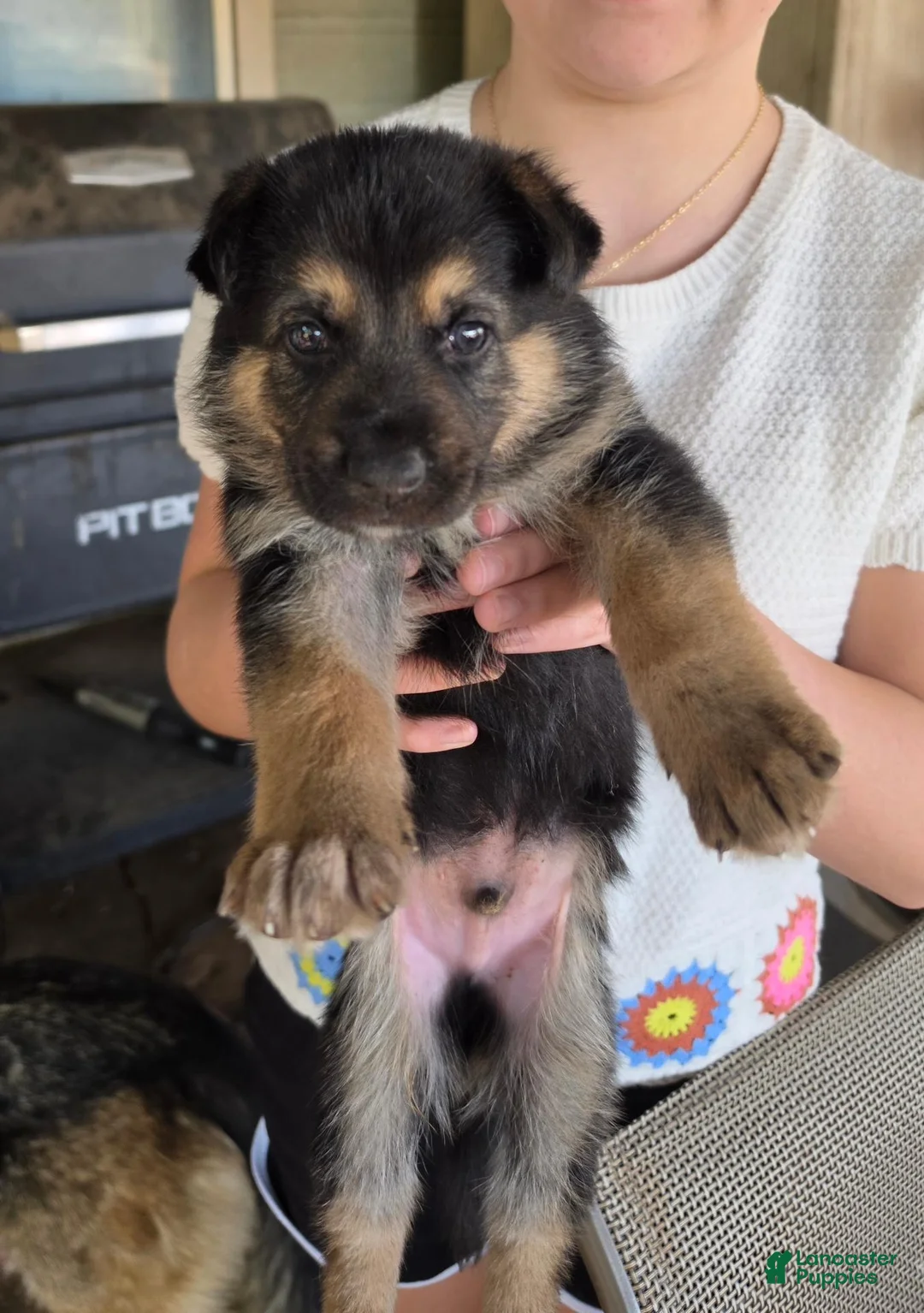 German Shepherd dogs for sale: German Shepherd 4 - Ad 1