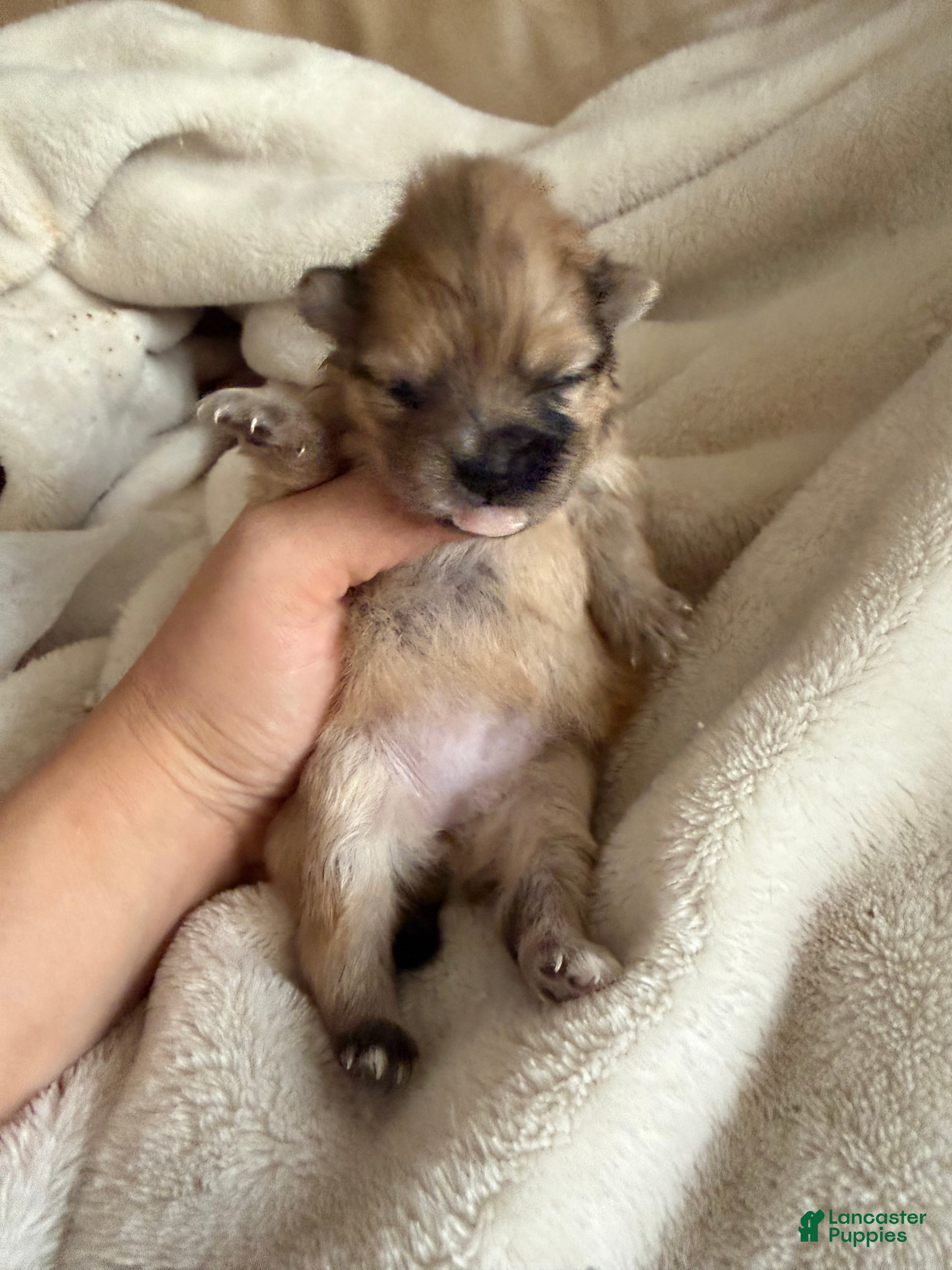 Pomeranian dogs Duchess - Ad 1
