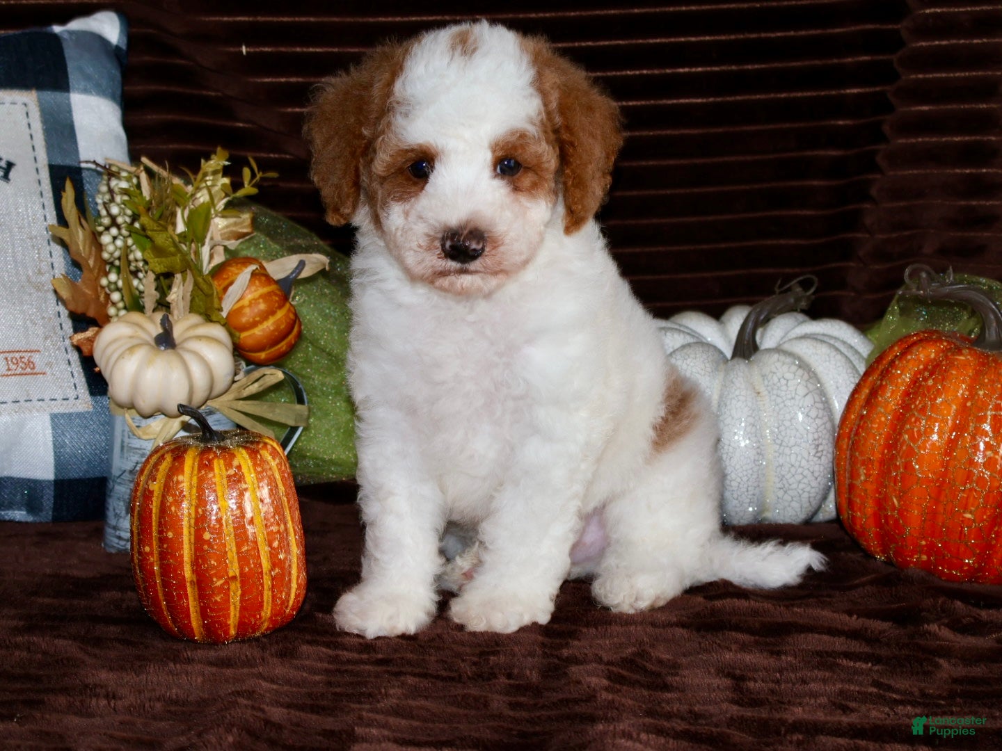 Mini Goldendoodle dogs Mini Goldendoodle 1 - Ad 1