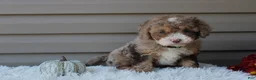 Cavapoo dogs for sale: Racer - Ad 6