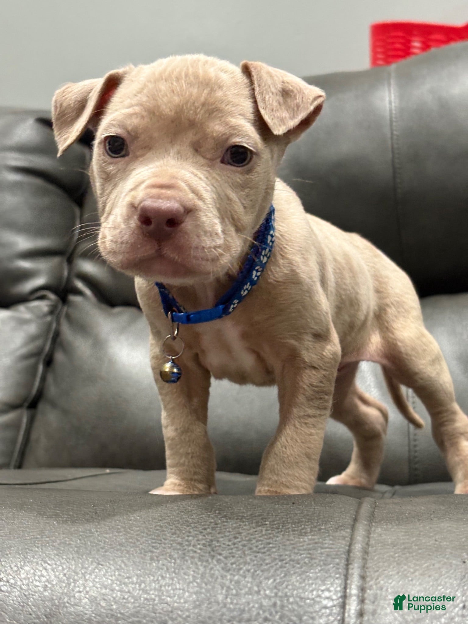 American Pit Bull Terrier dogs Titus  - Ad 1