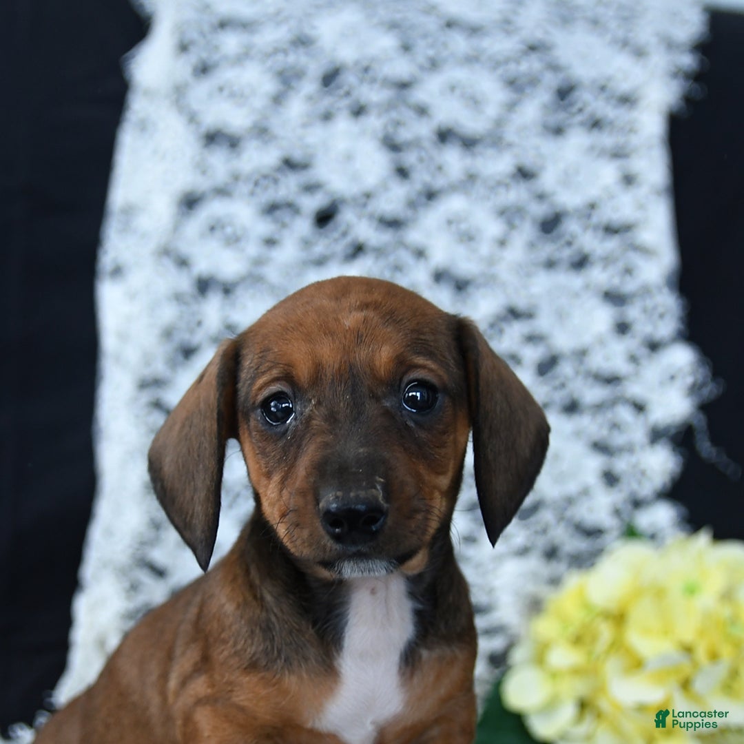 Miniature Dachshund dogs for sale: Mary - Ad 3