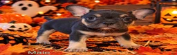 Mixed Breed dogs for sale: French Bulldog X Amercian Bully  - Ad 1
