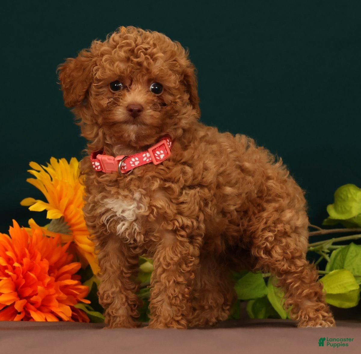 Toy Poodle dogs Queenie - Ad 1