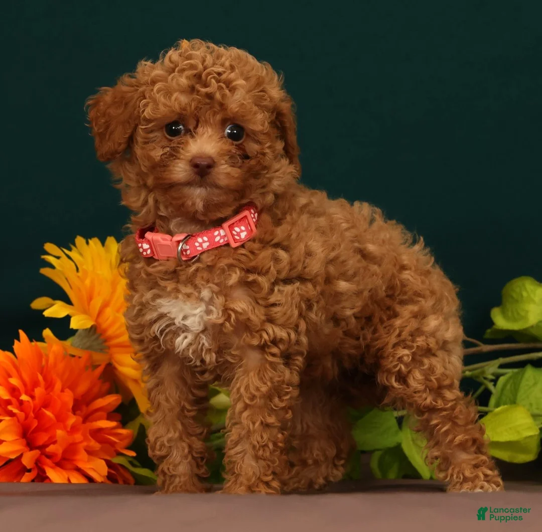 Toy Poodle dogs for sale: Queenie - Ad 1