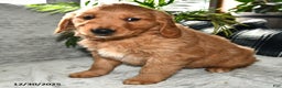 Golden Retriever dogs for sale: Arabella - Ad 4
