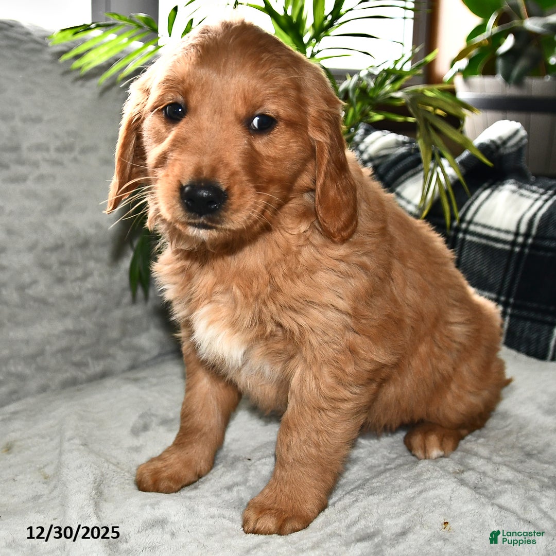 Golden Retriever dogs for sale: Arabella - Ad 4